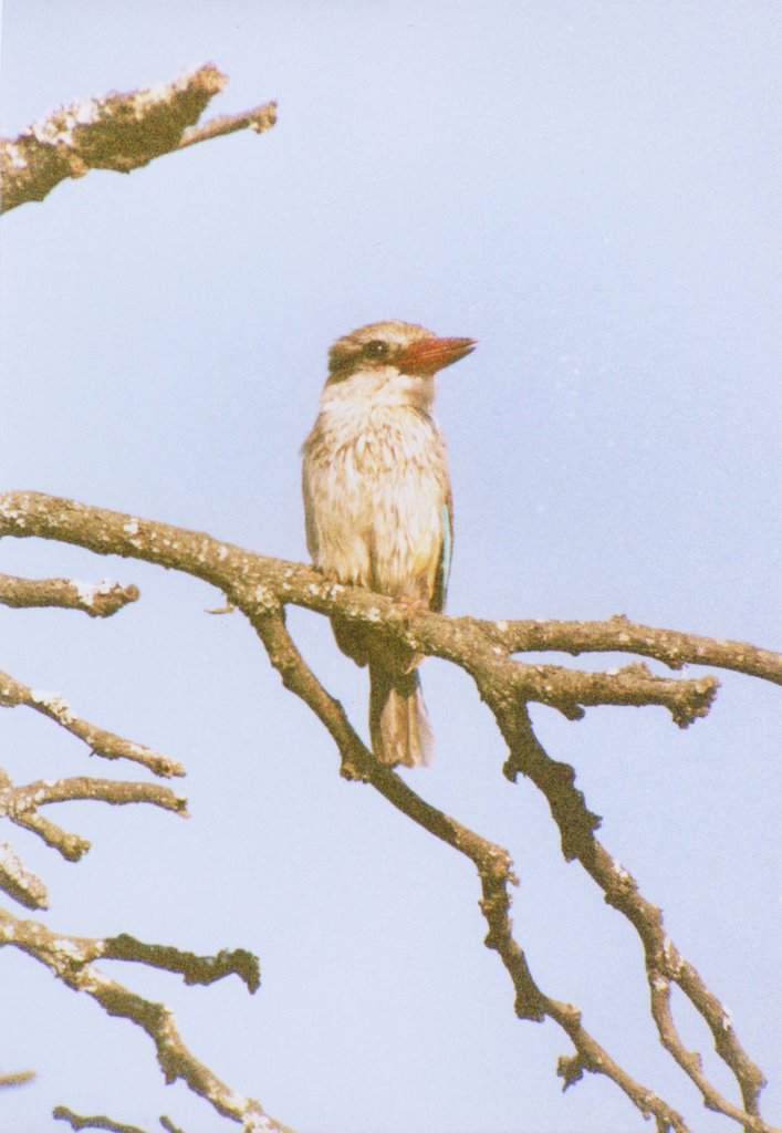 Brown-hooded Kingfisher, Ithala GR Feb-99