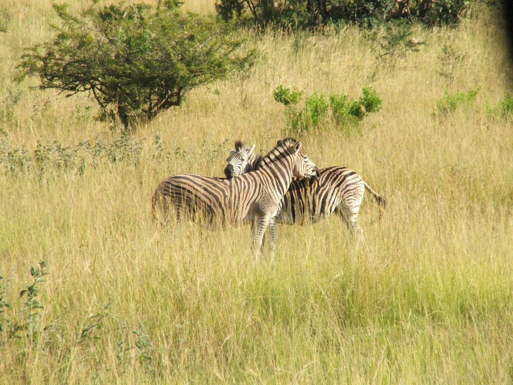 Zebras Ithala GR