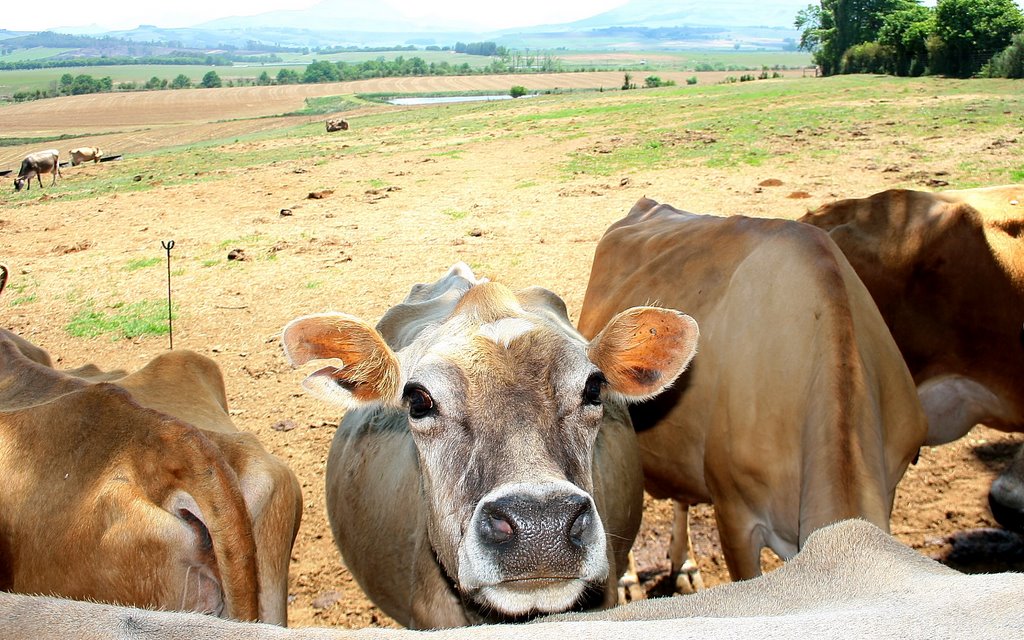 Milk cows at Underberg cheese factory