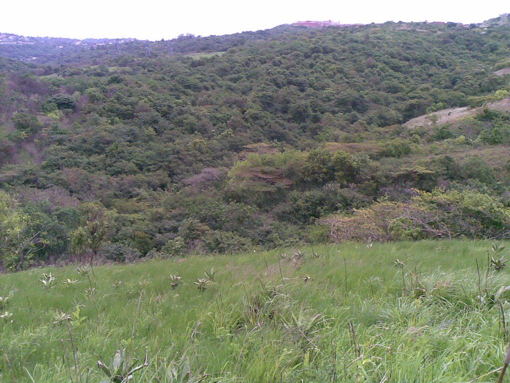 Roosefontein Nature Reserve, Westville - in the midst of an urban area!