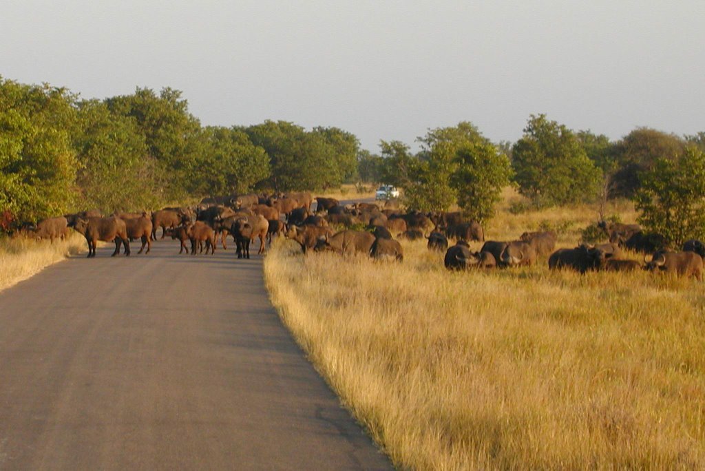 wild in het Kugerpark Z.Afrika
