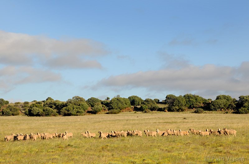 Sheep - Trompsburg Area, South Africa