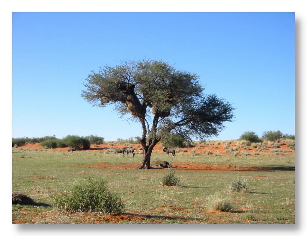 Deserto del Kalahari, tree with many big nests!!!