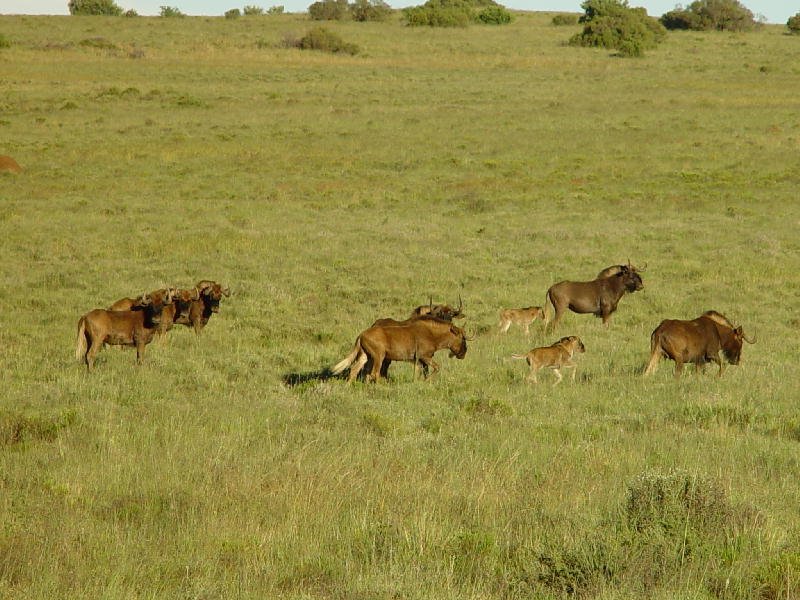 Swart wildebeeste