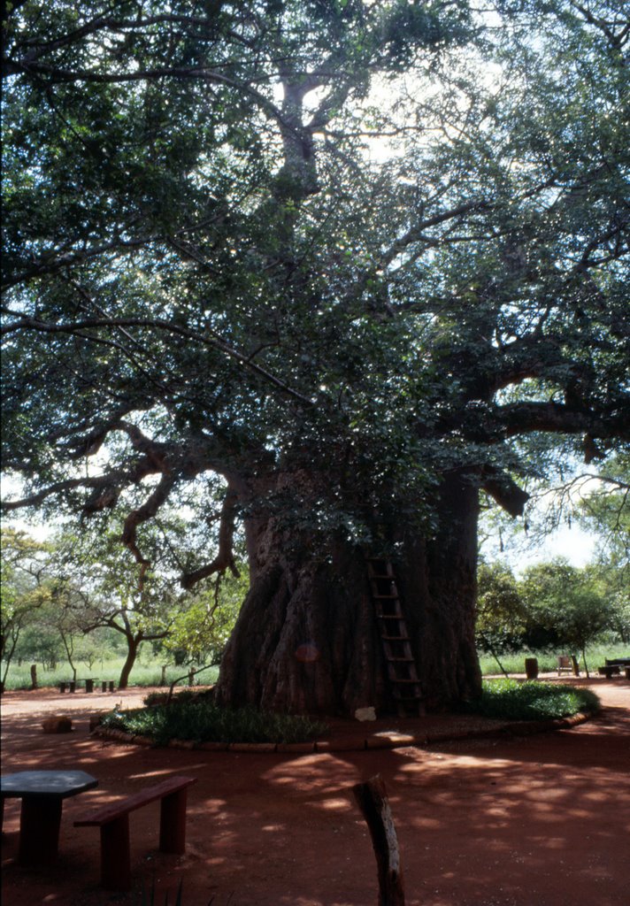 Leydsdorp Baobab