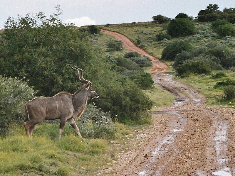 Safari - A Kudu