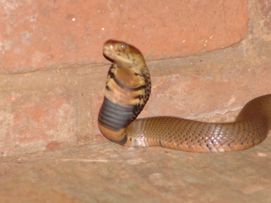 Mozambque Cobra in Groblersdal