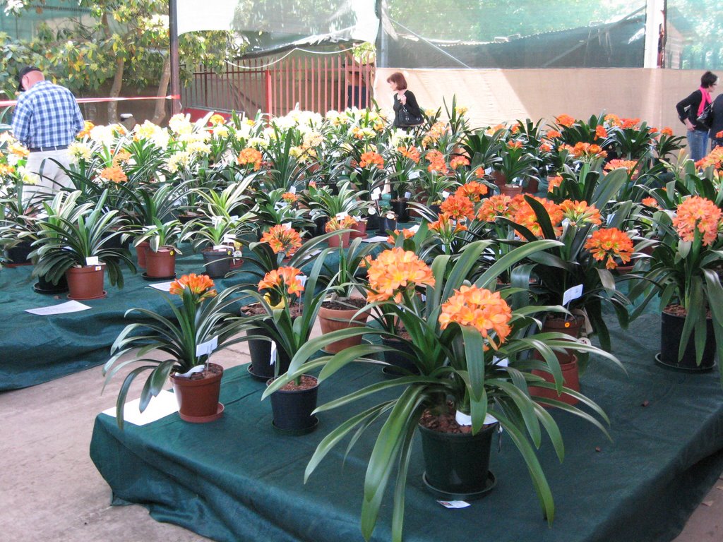 Clivia Flower Show at Garden World