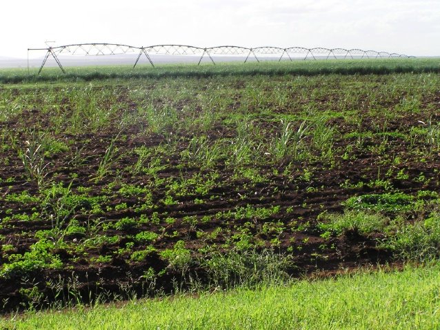Sugar Cane farming - massive central pivot system