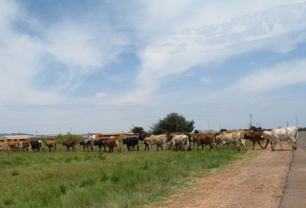 Cattle crossing near Onverwacht