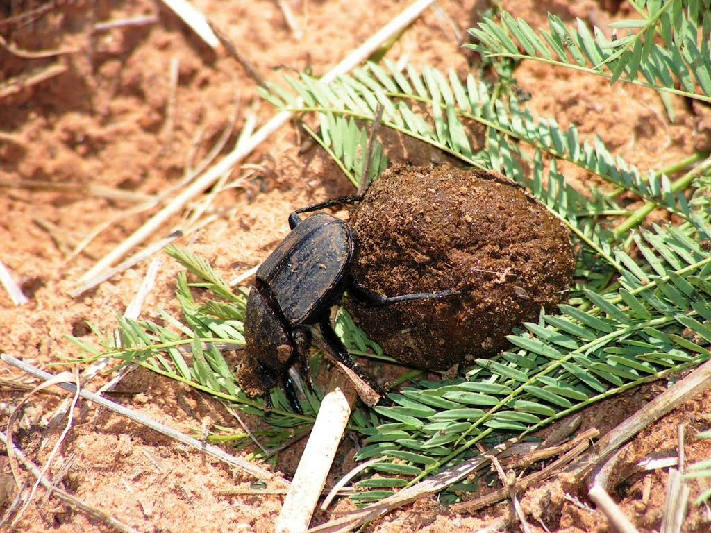 Dung beetle cleaning up