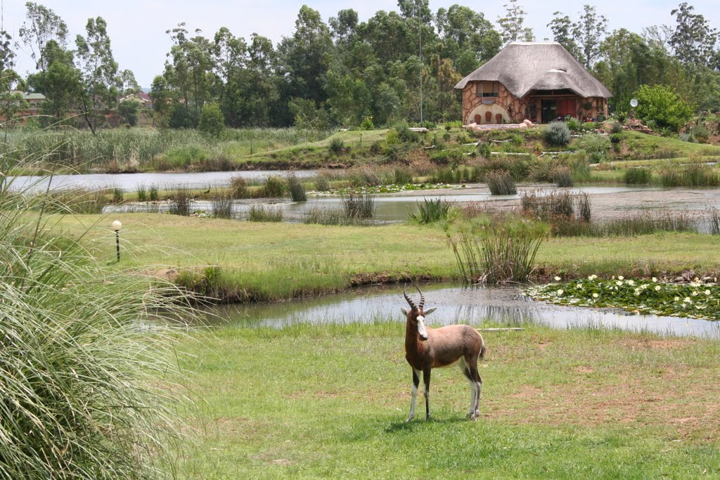 Blesbok on the grounds of the Kwa-Rie Caravan Park and Resort