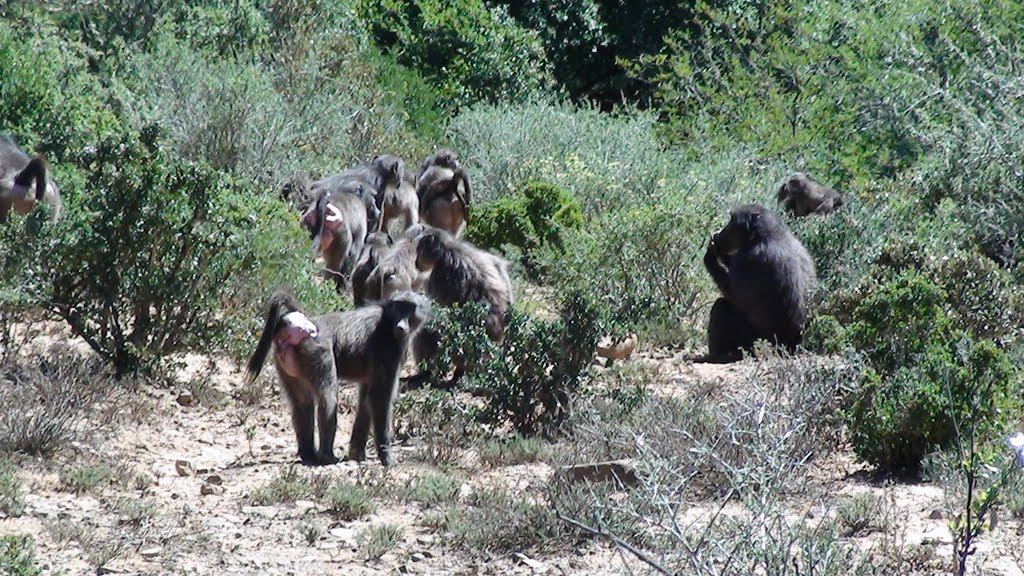 Pavian Familie im Busch