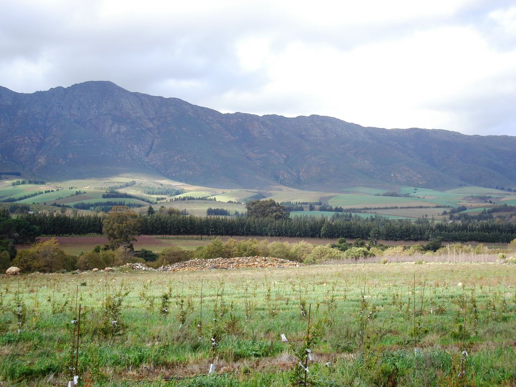 Obiqua Mountains near Tulbagh