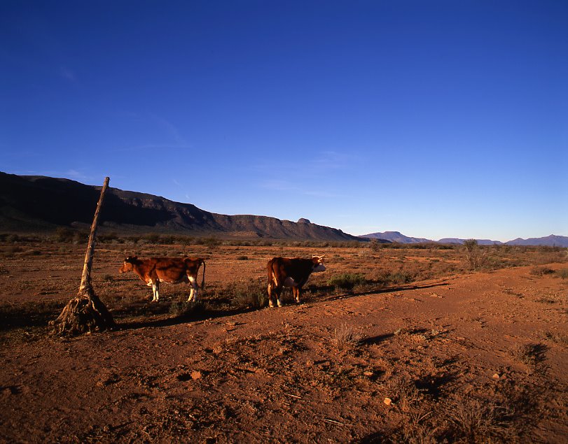 Karoo cows