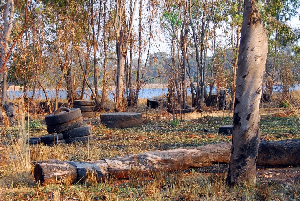Tyres and Trees