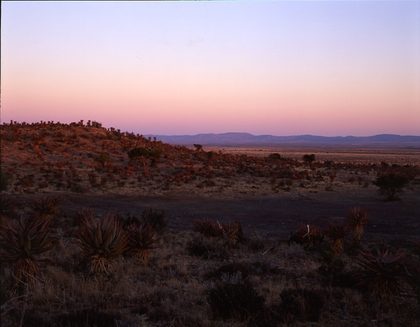Karoo landscape with aloes