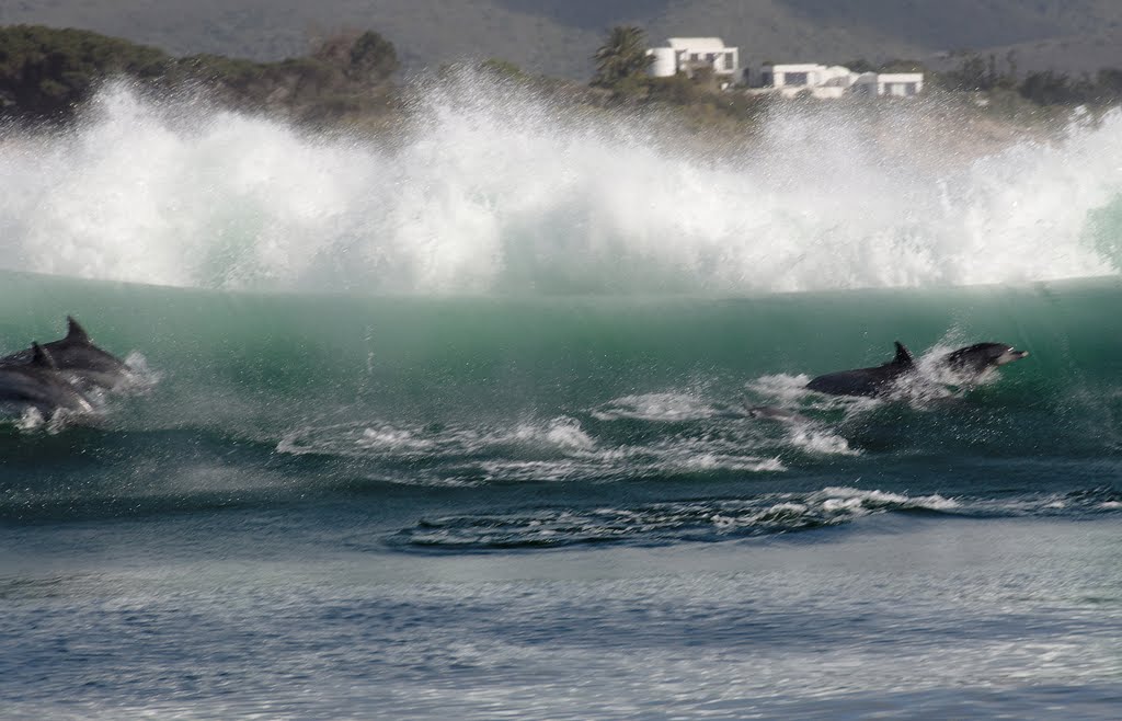 Surf de dauphins