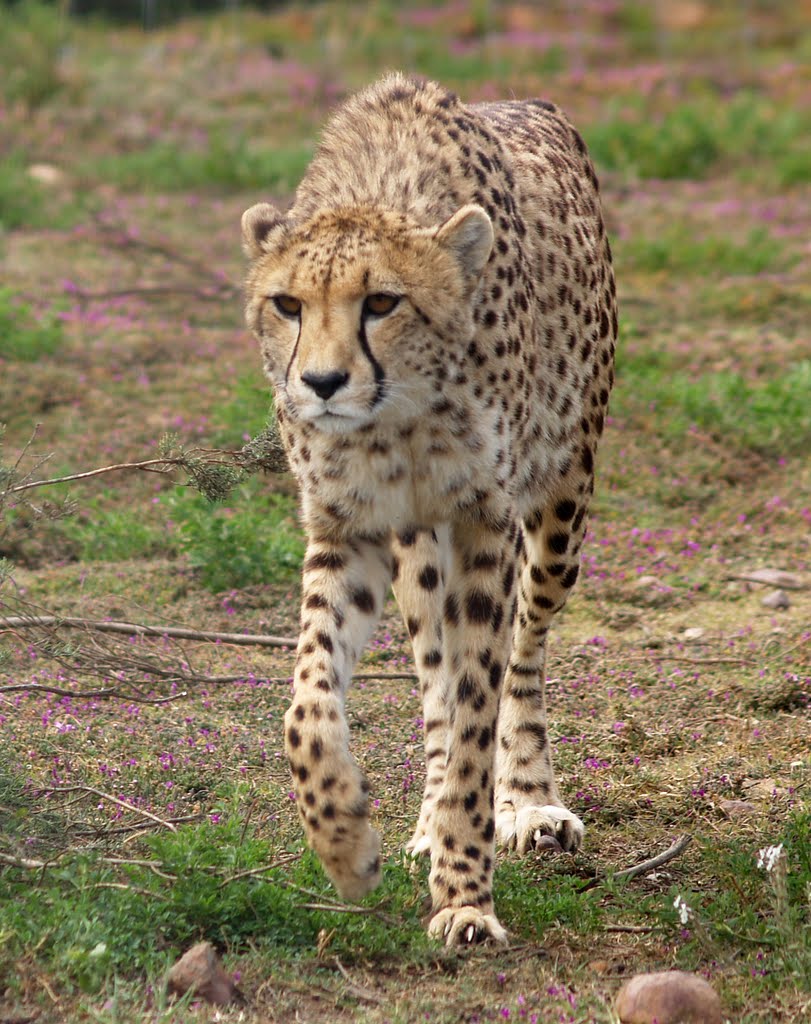 Cheetah at Garden Route Game Lodge, Albertinia, South Africa