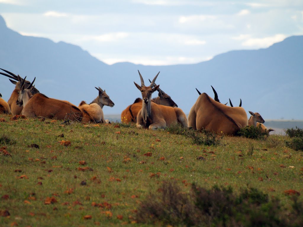 Eland at Garden Route Game Lodge, Albertinia, South Africa