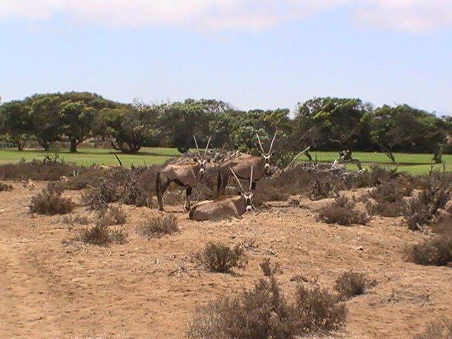 Oryx - Oranjemund Golf Course