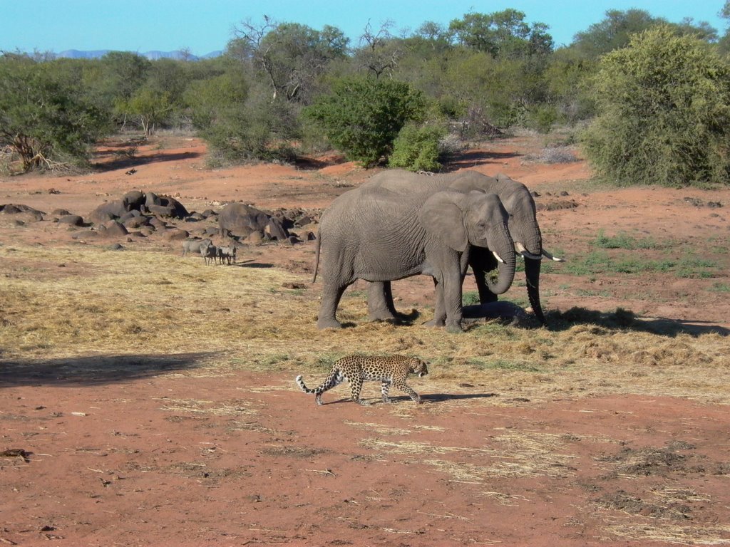 Hoedspruit, Elephants and co. 