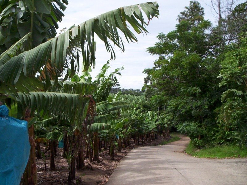 Banana plants, near Southbroom, KwaZulu-Natal, South Africa