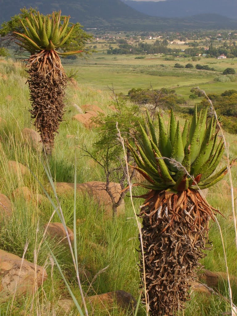 Aloes in the Game Park with the town of Utrecht in the background