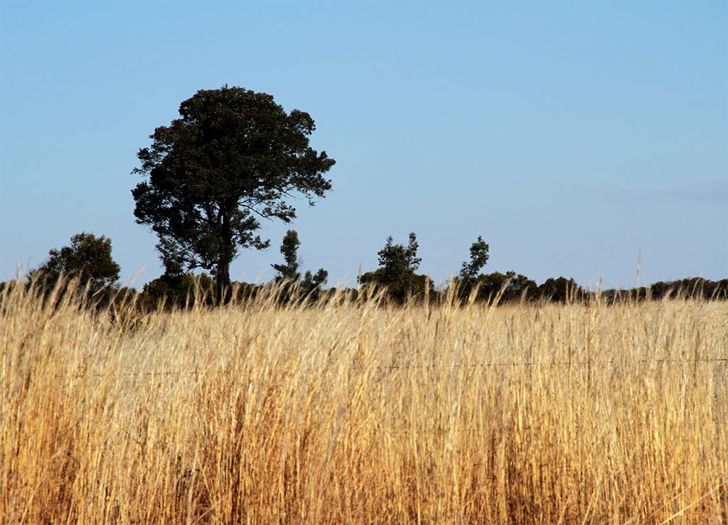 Winter veld near Mafikeng