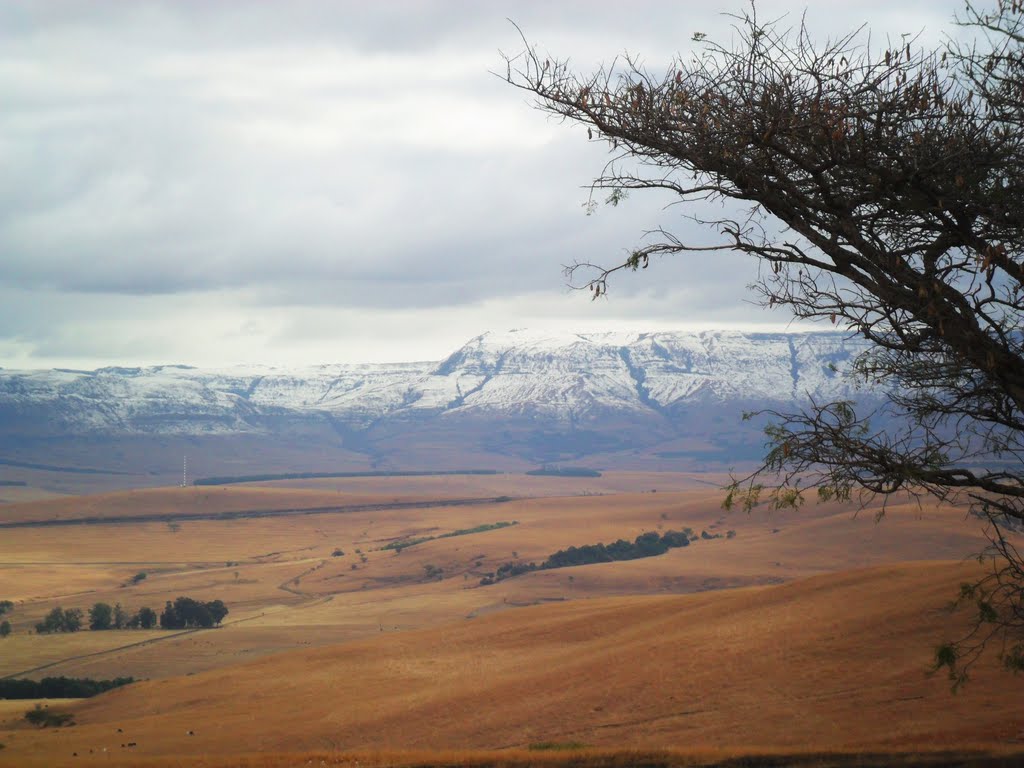 Golden African Winter Grassland with Snow-capped Mountain