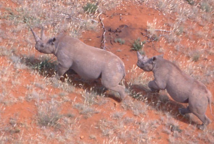 Black rhino, Slangdrif, Vaalbos Naitonal Park (2004)