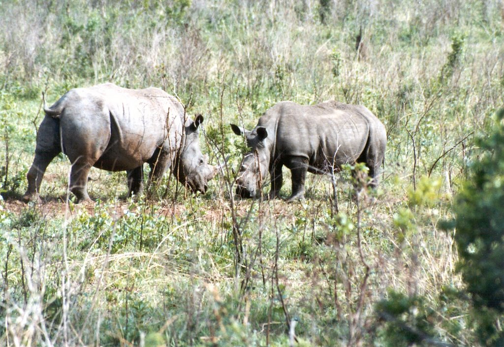 Hluhluwe - Rhino