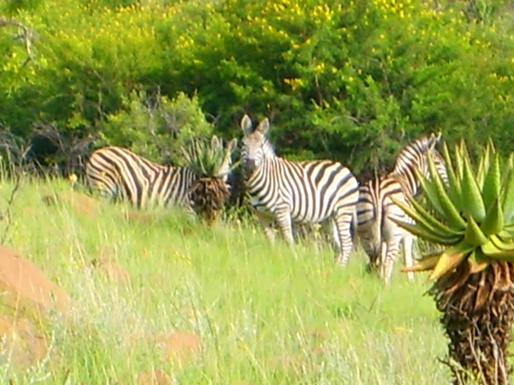 A Zebra Herd 