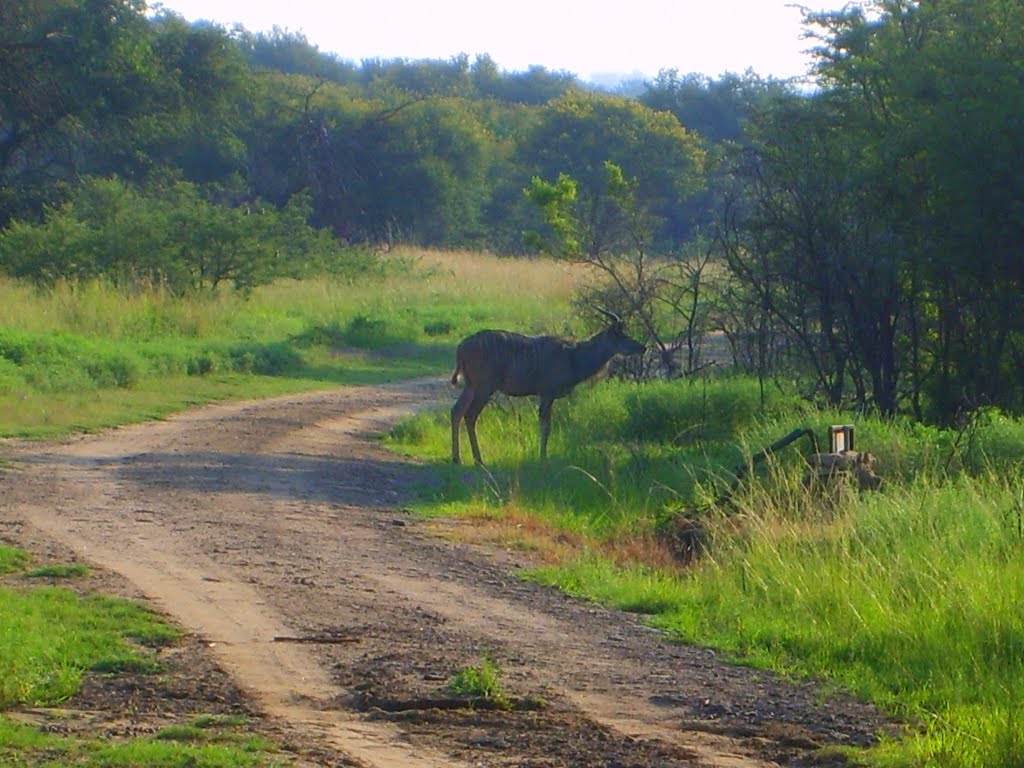 Young Kudu Bull