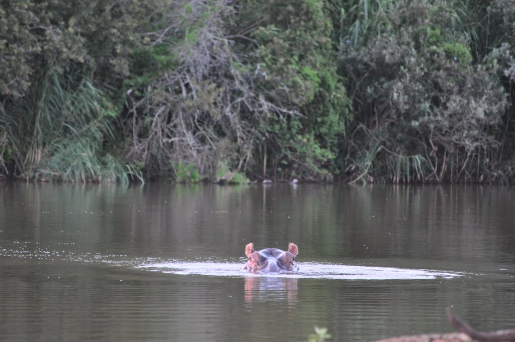 Hipopótamo no Shamwari