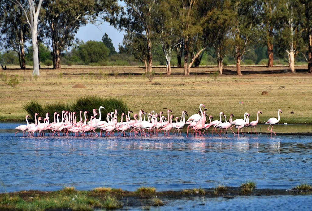 Flamingos on a Lake