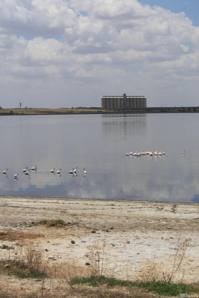 Industrial flamingos