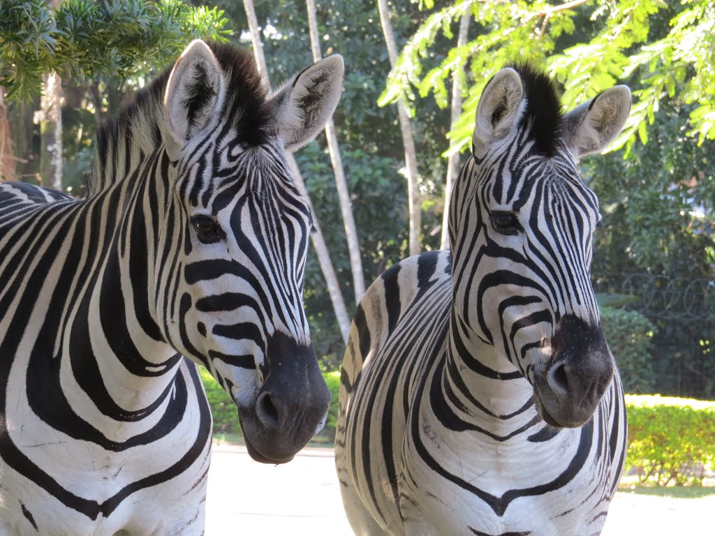 Mtunzini Zebras