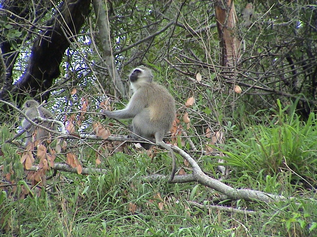Scimmia, Parco Kruger - Sudafrica